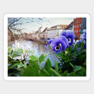 Alsace blue flowers Sticker